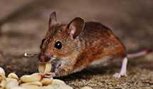 24 Hour & Emergency Exterminators in Lawn Hill, IA